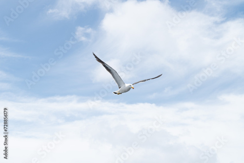 Seagull in the clouds