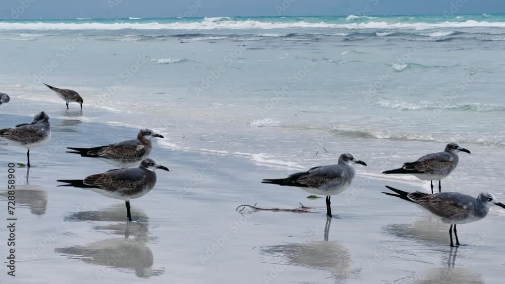 Seagulls on the Cuban beach in Varadero, Cuba, where the waves and ocean waters are visible on a cloudy day with the sun breaking through the clouds. Turquoise waves. 4K Video