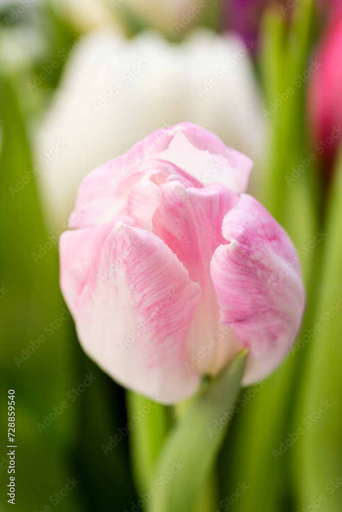 Fototapeta premium close up of pink tulip in bouquet