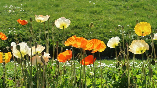 Plate-bande de fleurs de pavot d’Islande (papaver nudicaule Gartenzwerg) multicolores au jardin des plantes à Paris, au printemps (France)
