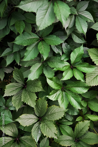 Texture background of natural green grapes.