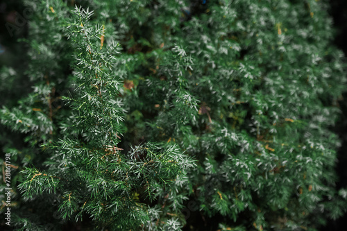 Texture background of natural green juniper.