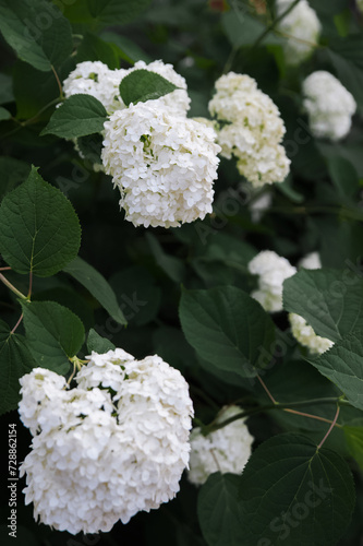 Texture background of white blooming hydrangea.