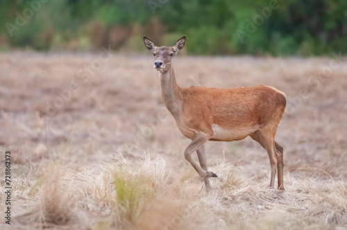 Fototapeta Naklejka Na Ścianę i Meble -  Red deer in Calden Forest environment, La Pampa, Argentina, Parque Luro, Nature Reserve