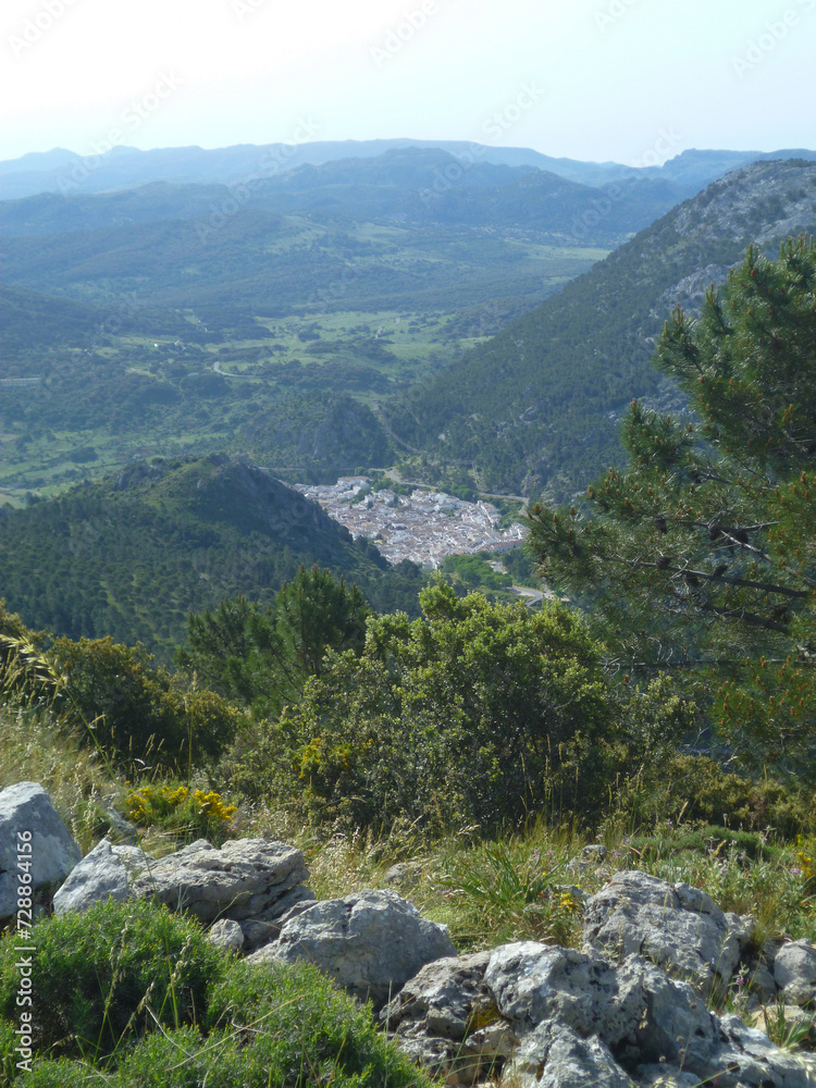 Naklejka premium Pinsapar de Grazalema