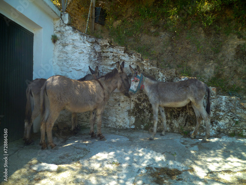 Mule park