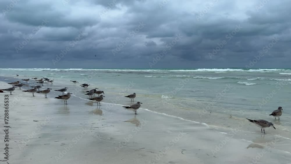 Seagulls on the Cuban beach in Varadero, Cuba, where the waves and ocean waters are visible on a cloudy day with the sun breaking through the clouds. Turquoise waves. 4K Video Seagulls on the Cuban beach in Varadero, Cuba, where the waves and ocean waters are visible on a cloudy day with the sun breaking through the clouds. Turquoise waves. 4K Video
