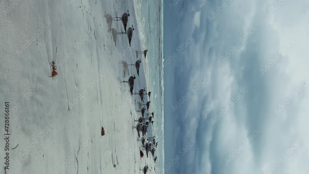 Seagulls on the Cuban beach in Varadero, Cuba, where the waves and ocean waters are visible on a cloudy day with the sun breaking through the clouds. Turquoise waves. 4K Video Seagulls on the Cuban beach in Varadero, Cuba, where the waves and ocean waters are visible on a cloudy day with the sun breaking through the clouds. Turquoise waves. 4K Video
