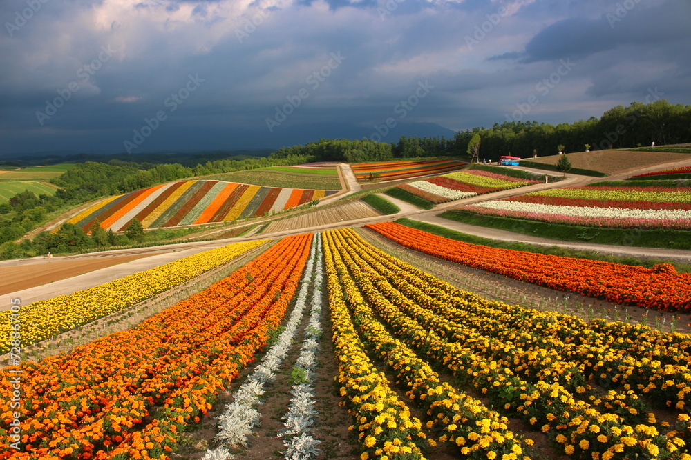 Sea of flowers - Blumenfarm auf Hokkaido in Japan