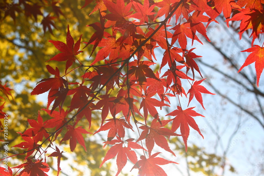 herbstliche Gefühle in Japan - autumnal feelings in Japan herbstliche Gefühle in Japan - autumnal feelings in Japan