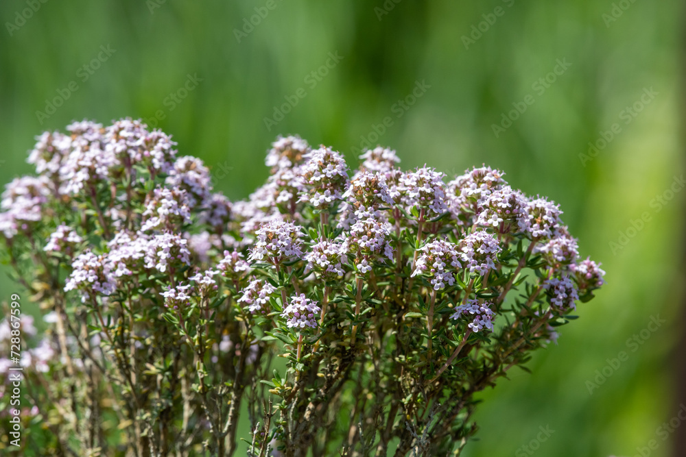 Close up of valerian (valeriana officinalis) flowers in bloom