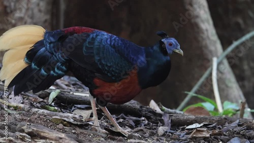 A magnificent Bornean Crested Fireback, scientifically known as Lophura ignita, stands proud in the dappled sunlight of the Bornean rainforest photo