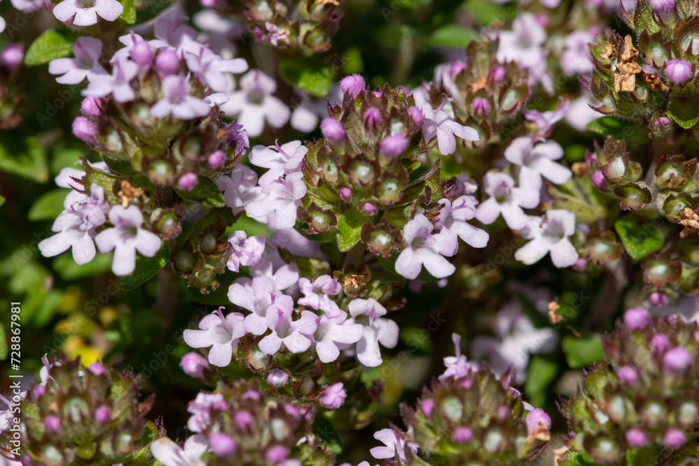Close up of valerian (valeriana officinalis) flowers in bloom Close up of valerian (valeriana officinalis) flowers in bloom