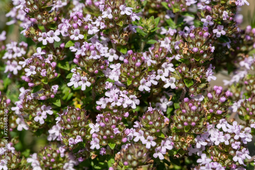 Close up of valerian (valeriana officinalis) flowers in bloom Close up of valerian (valeriana officinalis) flowers in bloom