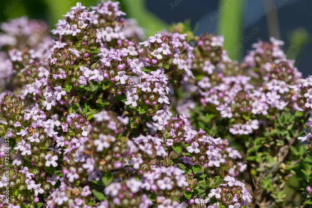 Obraz premium Close up of valerian (valeriana officinalis) flowers in bloom