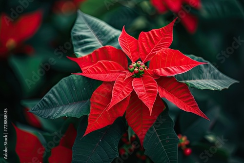 Red poinsettia a gorgeous Christmas flower