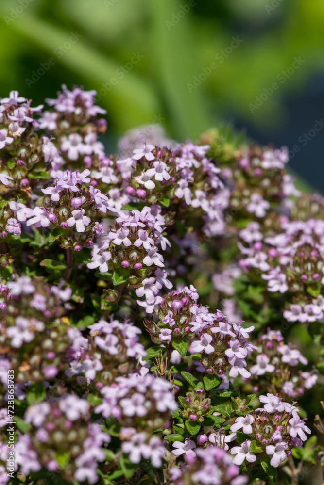 Close up of valerian (valeriana officinalis) flowers in bloom