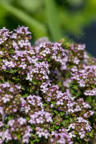 Close up of valerian (valeriana officinalis) flowers in bloom © tom