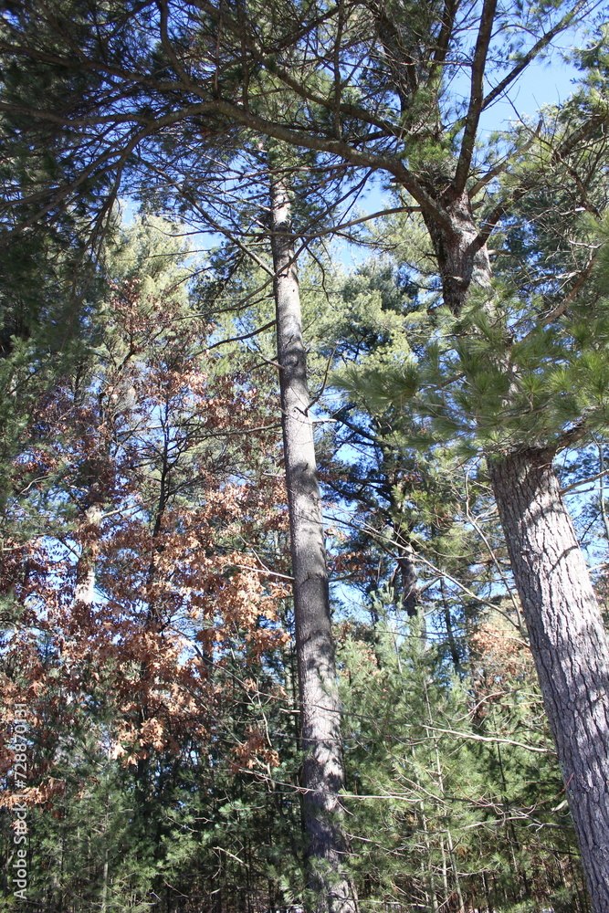 Fototapeta premium trees in the forest