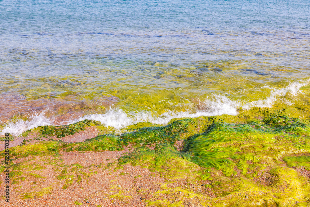 Beautiful view of green-yellow algae on the rocky shore of the Aegean Sea beach in Rhodes, Greece. Beautiful view of green-yellow algae on the rocky shore of the Aegean Sea beach in Rhodes, Greece.