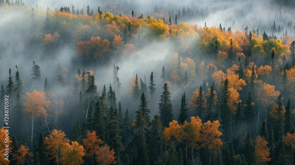 sun's rays pierce through the mist, highlighting the rich tapestry of autumn colors in the dense forest on a misty morning
