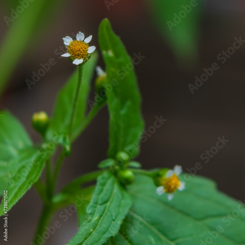 Super tiny cute white flowers
