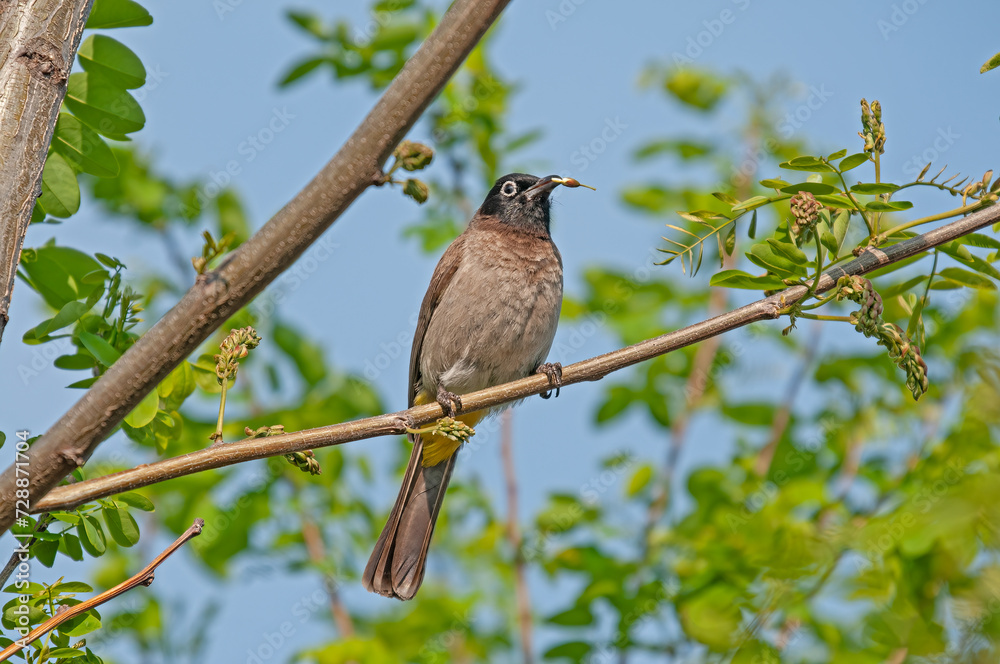 White-spectacled Bulbul feeding on twigs. Pycnonotus xanthopygos. White-spectacled Bulbul feeding on twigs. Pycnonotus xanthopygos.
