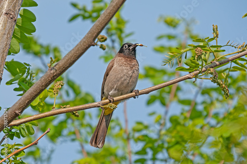 White-spectacled Bulbul feeding on twigs. Pycnonotus xanthopygos. photo