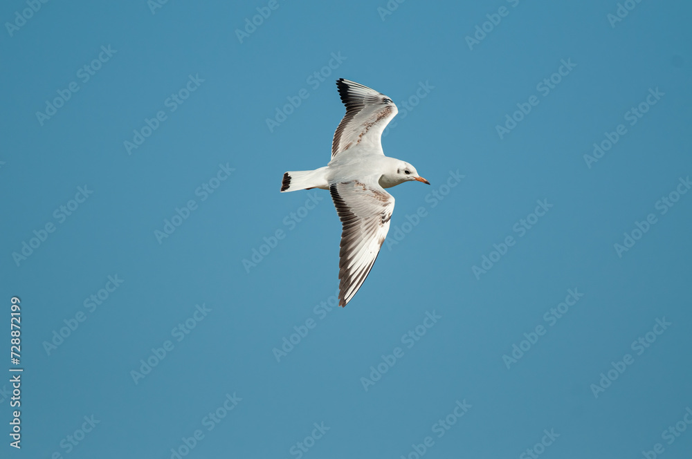 Gull flying in the sky. Black-headed Gull. Chroicocephalus ridibundus.