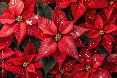 A bird s eye view of stunning red Poinsettia flowers with white markings photo