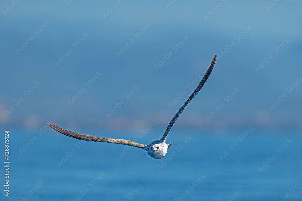 Over the sea, Yellow-legged Gull, Larus michahellis. Over the sea, Yellow-legged Gull, Larus michahellis.