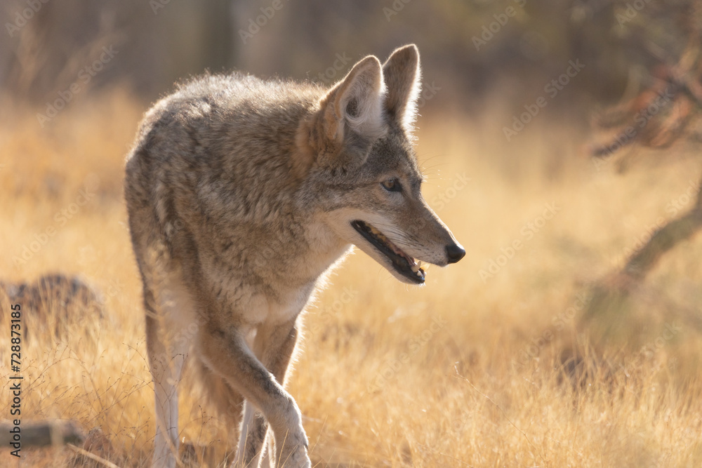 A coyote trots through a field of dry grass with cholla cactus in the background. Early morning sunlight back lights the coyotes body as it looks to the right.