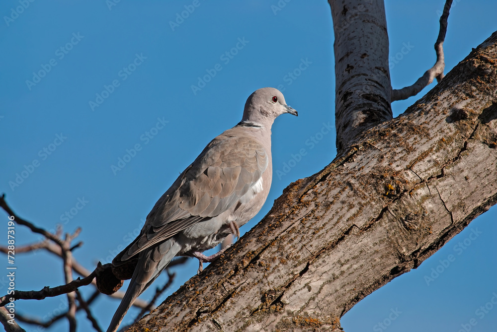 A gray bird on a tree branch. Eurasian Collared Dove. Latin name Streptopelia decaocto. A gray bird on a tree branch. Eurasian Collared Dove. Latin name Streptopelia decaocto.