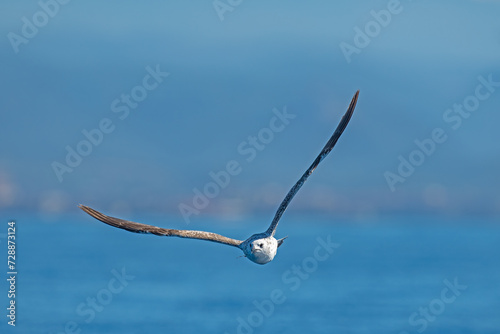 Over the sea, Yellow-legged Gull, Larus michahellis.