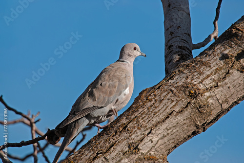 A gray bird on a tree branch. Eurasian Collared Dove. Latin name Streptopelia decaocto.