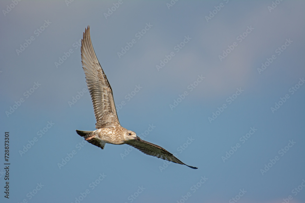 Obraz premium The gull that flies in the sky. Yellow-legged Gull, Larus michahellis.