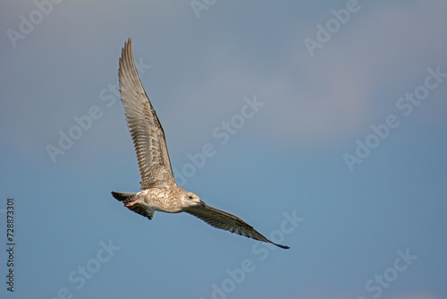 The gull that flies in the sky. Yellow-legged Gull, Larus michahellis.