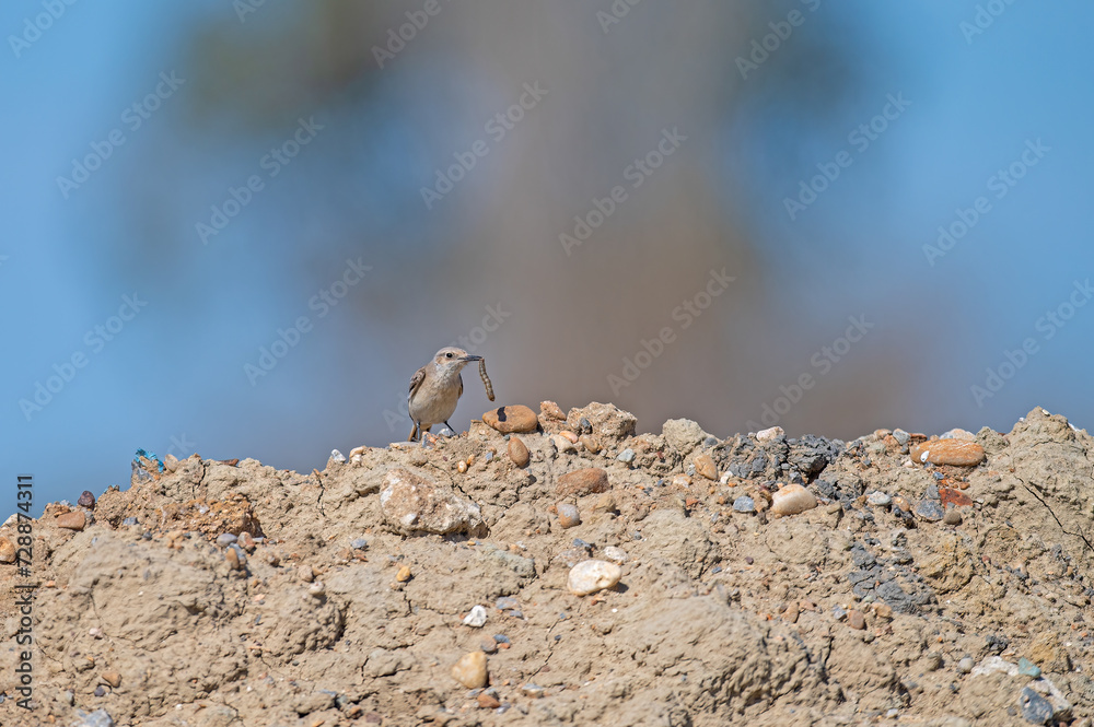 A bird with a caterpillar in its mouth. Hooded Wheatear, Oenanthe monacha. A bird with a caterpillar in its mouth. Hooded Wheatear, Oenanthe monacha.
