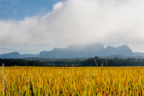 Agriculture concept, Landscape view of yellow golden rice with big mountains and fog as background, The ears of paddy in the rice field with morning dew, Countryside farm in the northern of Thailand.