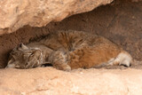 A bobcat in the Sonoran Desert Museum, Tucson Arizona, USA sleeps peacefully in a quiet nook of his enclosure. 