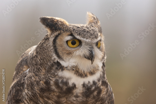 Portrait of a Great Horned Owl staring intently at an angle to the right of the camera with a soft out of focus background