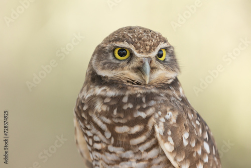 Close up portrait of a burrowing owl looking off to the side of the camera in soft light with an out of focus pastel green background.