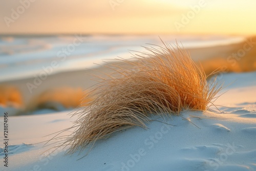 Beautiful landscape of ears of grass near the seashore, sunny bright sunset in the background, idyll tranquility Yin Yang
