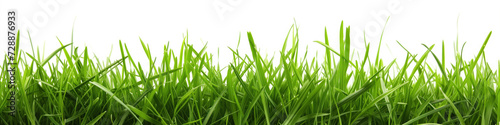 A panoramic view of lush, green grass blades reaching upwards, isolated on a white background, perfect for designs and concepts related to nature and growth.