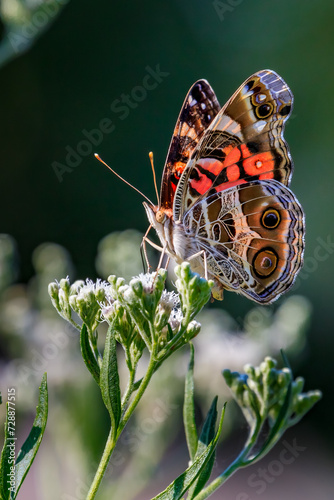 American Lady (Vanessa virginiensis) or American Painted Lady butterfly
