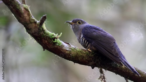 A Sunda Cuckoo, scientifically known as Cuculus lepidus, sits perched on a branch amidst the lush, vibrant foliage of its tropical forest home photo