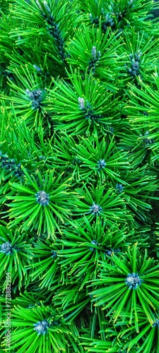 Fototapeta Naklejka Na Ścianę i Meble -  green pine needles