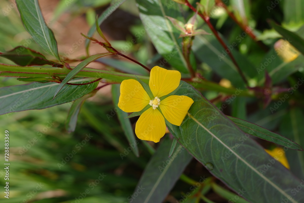 Obraz premium yellow flowers from a plant with the scientific name Ludwigia decurrens which thrives in swampy areas such as rice fields.
