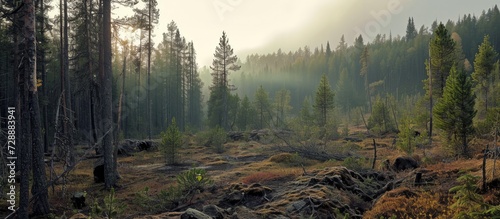 Regenerated mixed forest following bark beetle infestation and logging.