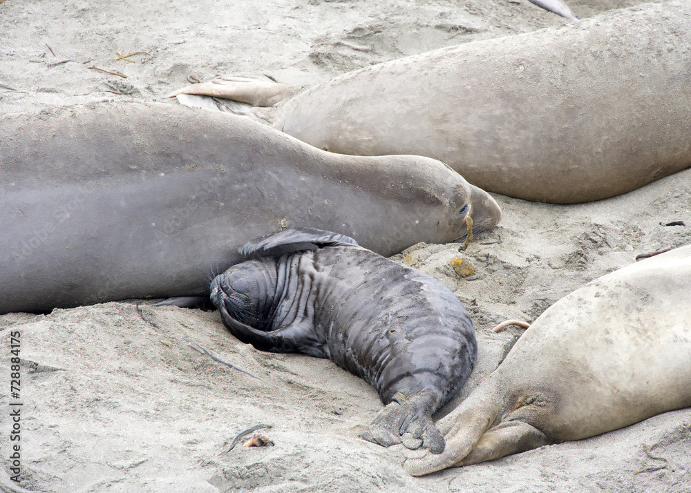 Obraz premium Close up of mom and baby elephant seals hauled out on a beach in Northern California. Piedras Blancas Rookery. Pup laying next to mother on the sandy beach.